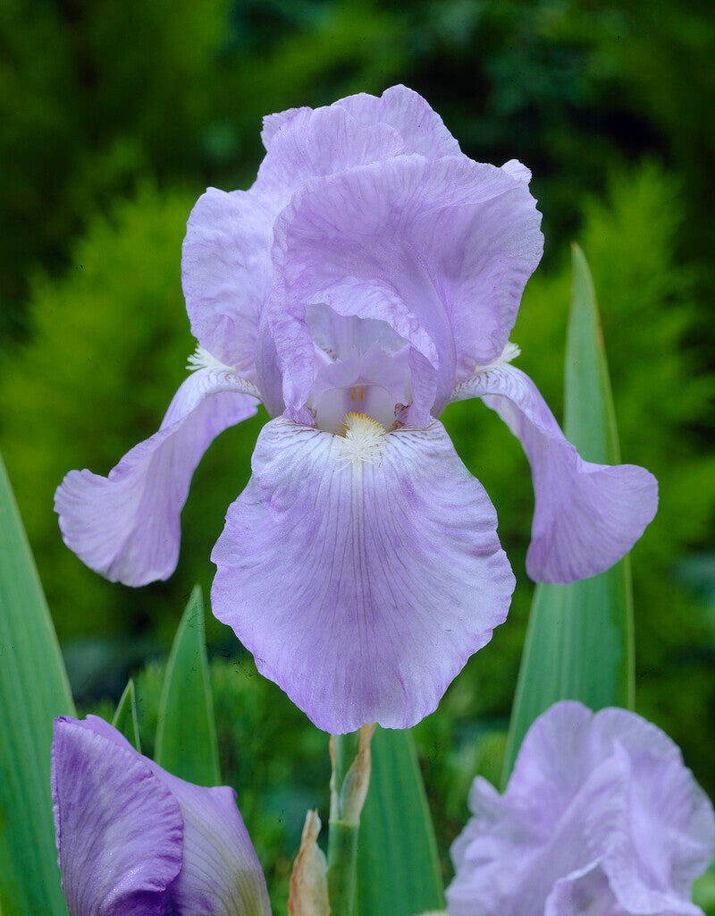 Tysk iris-Iris Germanica Jane Philips 1-pakning